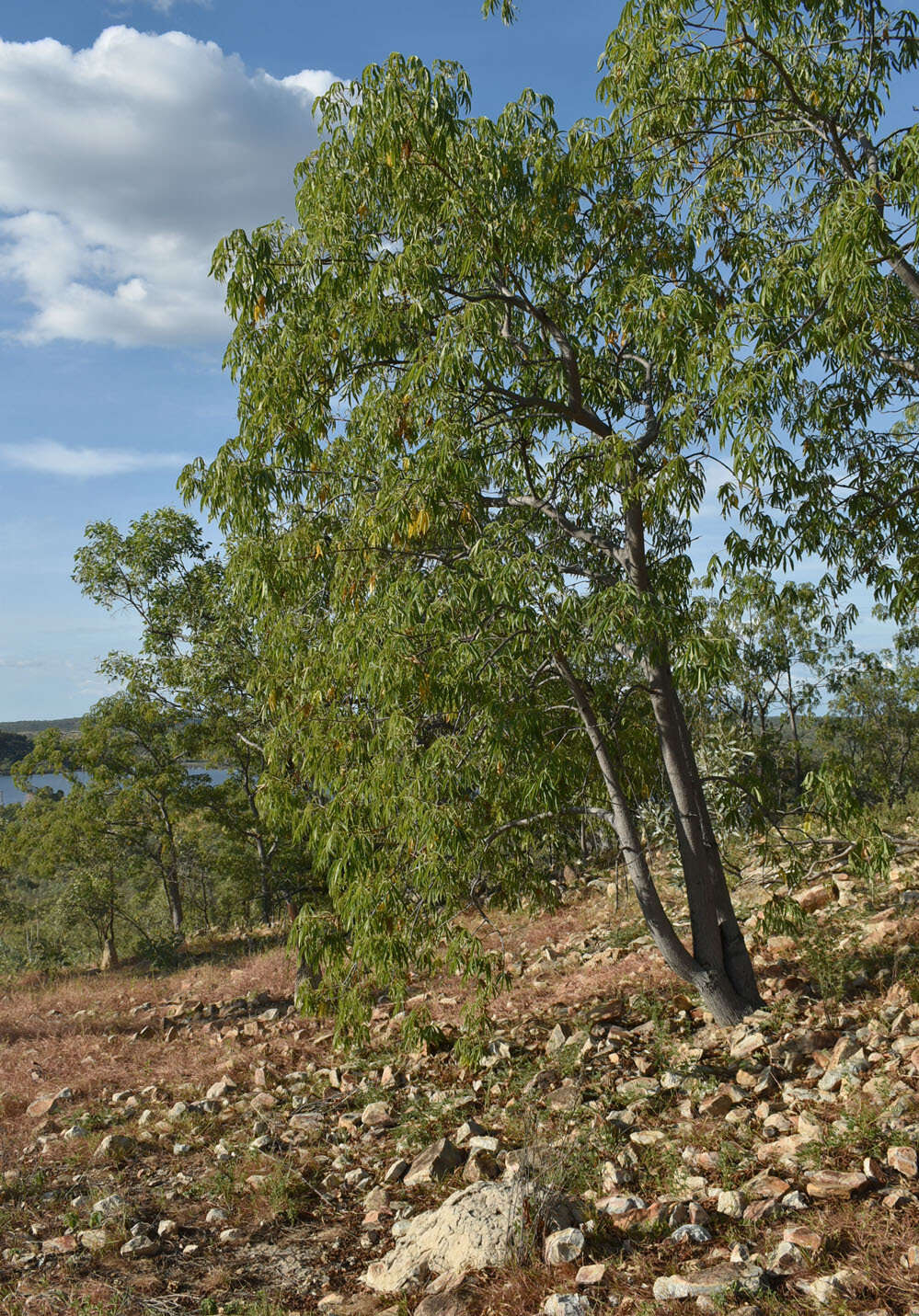 Image of Cochlospermum gillivraei subsp. gregorii