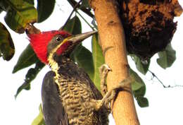 Image of Lineated Woodpecker