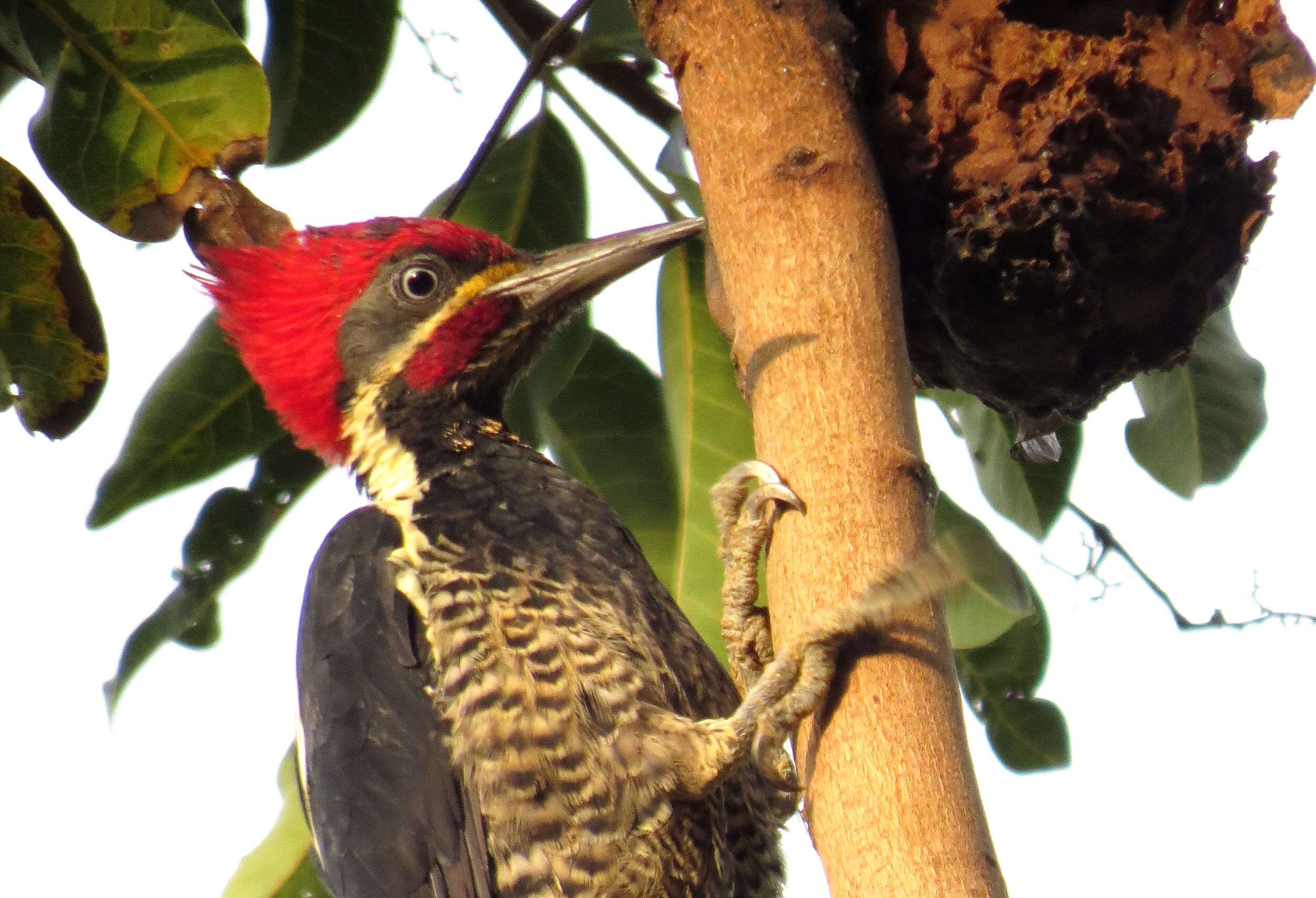 Imagem de Pica-pau-de-banda-branca