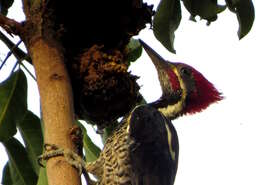 Image of Lineated Woodpecker