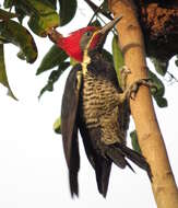 Image of Lineated Woodpecker