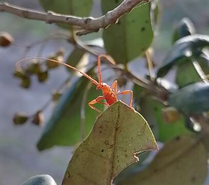 Image of Chenoderus testaceus (Blanchard 1851)