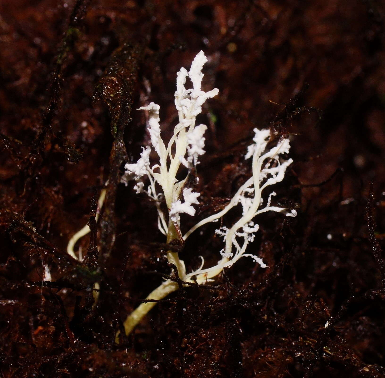 Image of <i>Cordyceps tenuipes</i>