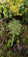 Слика од Polypodiodes amoena (Wall. ex Mett) Ching