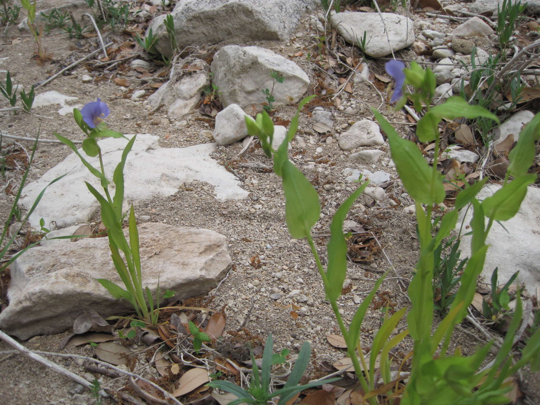 Image de Tinantia anomala (Torr.) C. B. Clarke