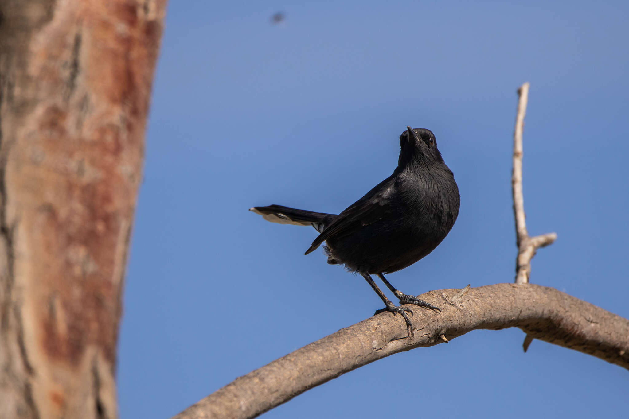 Image of Black Bush Robin