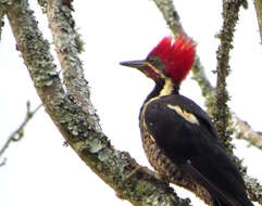 Image of Lineated Woodpecker