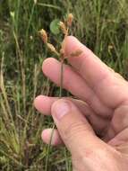 Imagem de Fimbristylis caroliniana (Lam.) Fernald