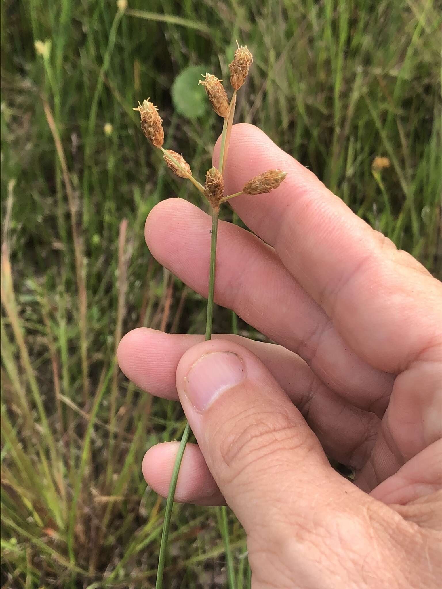 Imagem de Fimbristylis caroliniana (Lam.) Fernald