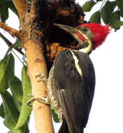 Image of Lineated Woodpecker