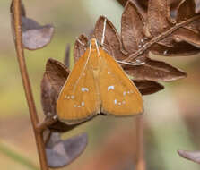 Image de Diastictis argyralis Hübner