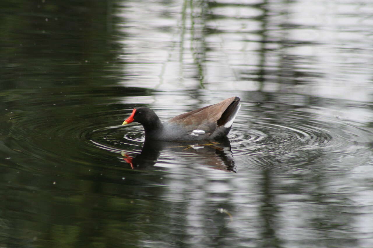 Image of Common Gallinule