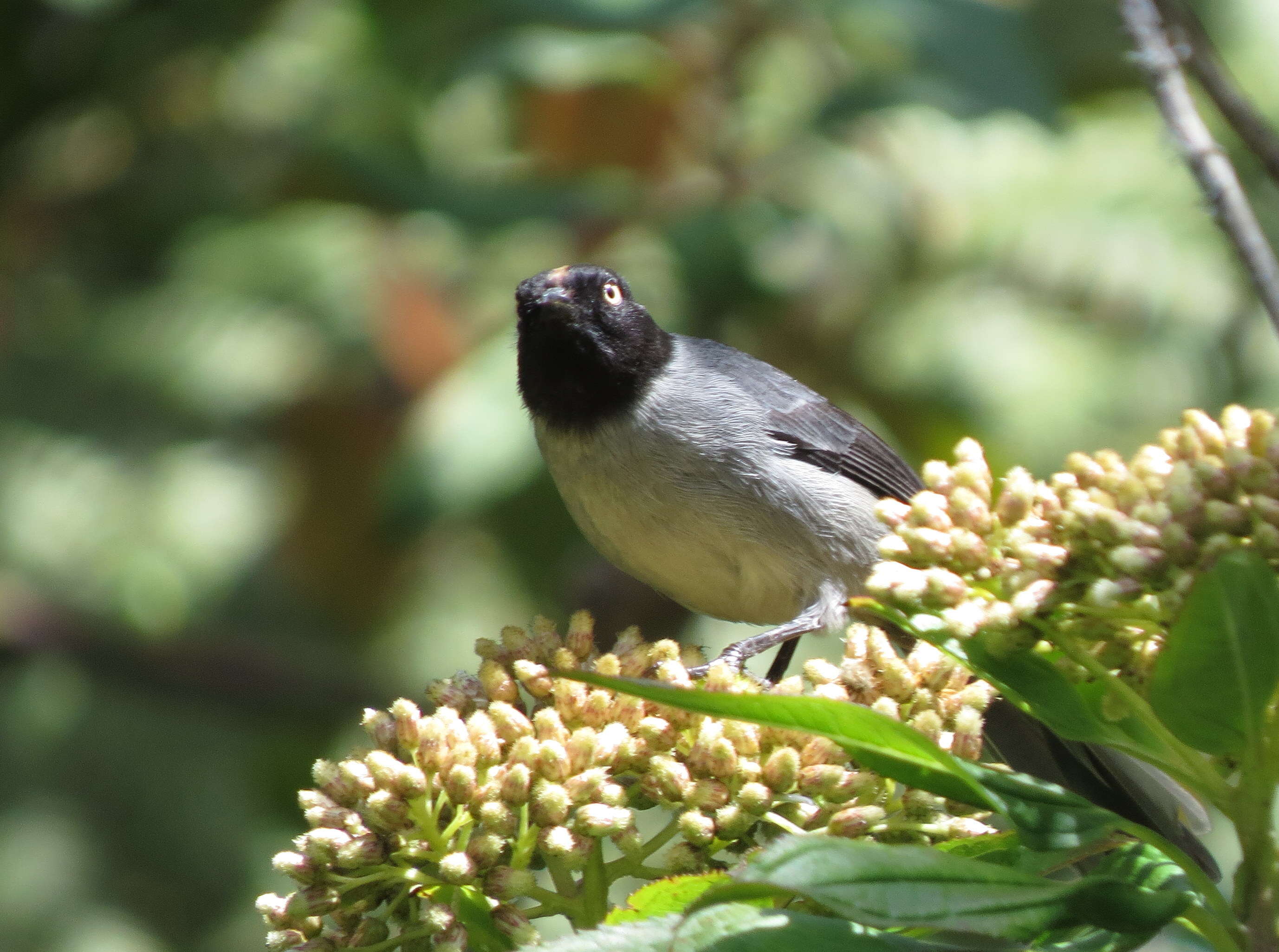 Image of Black-headed Hemispingus