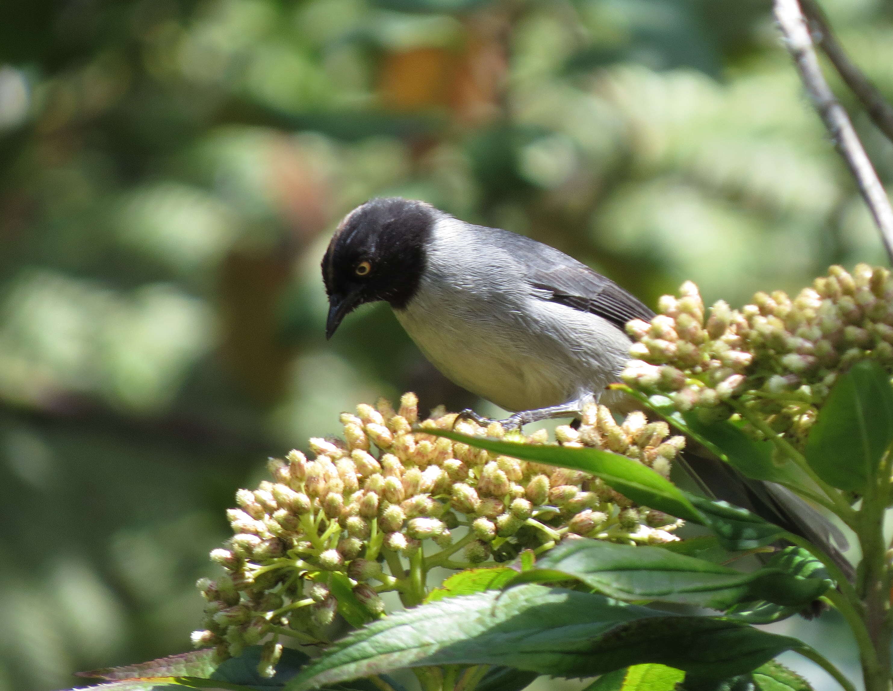 Image of Black-headed Hemispingus