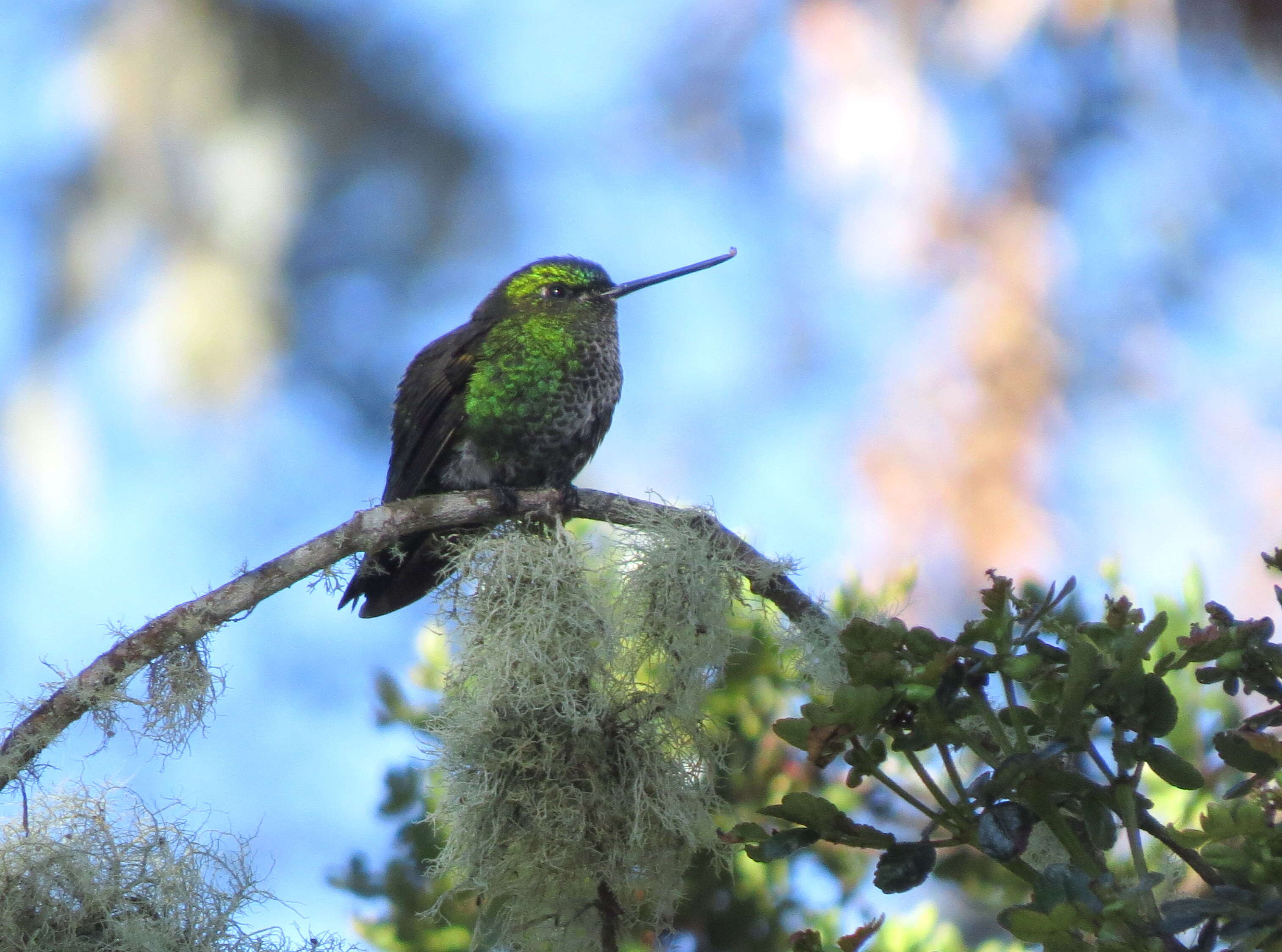 Image of Black-thighed Puffleg