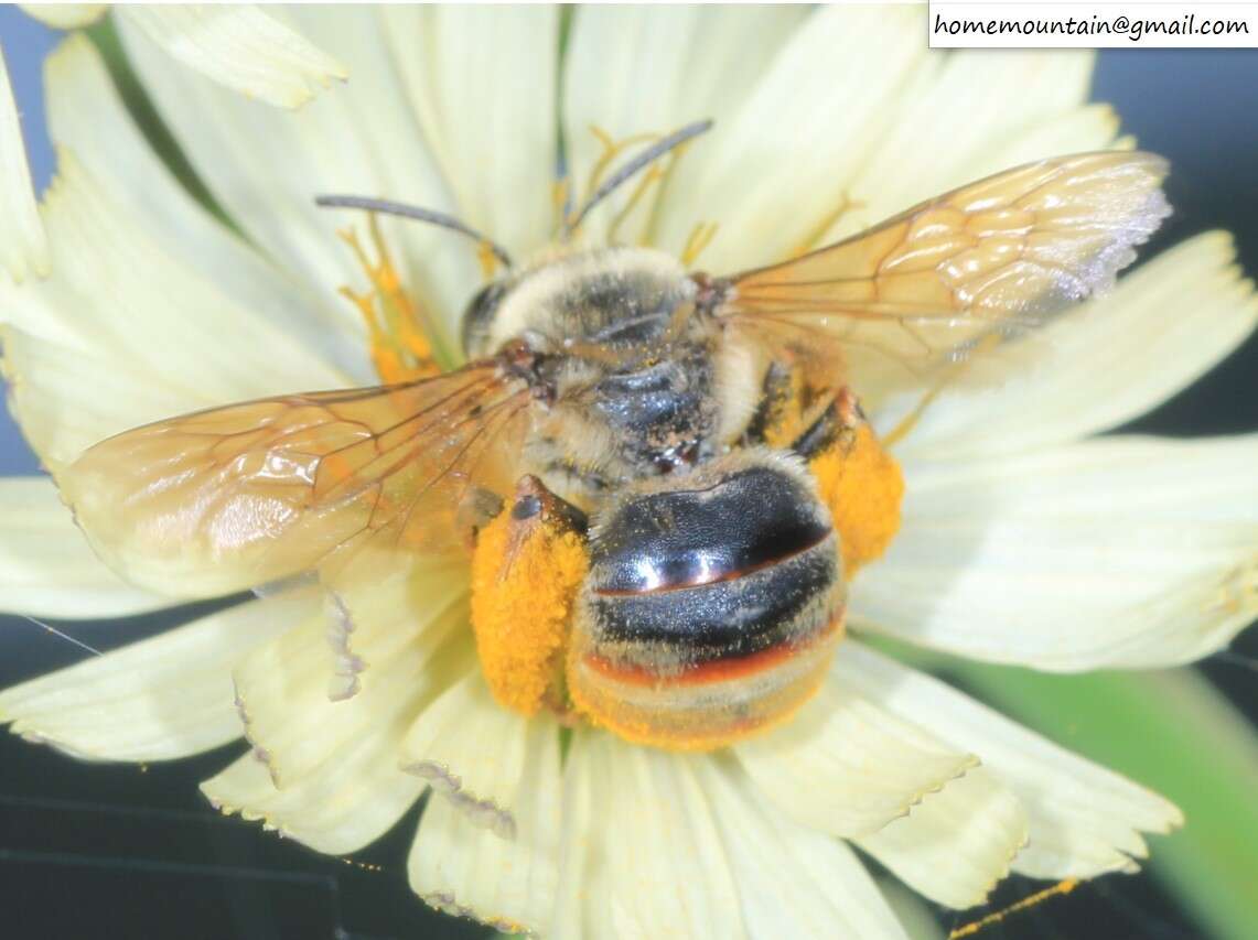 Image of Eucera pekingensis Yasumatsu 1946