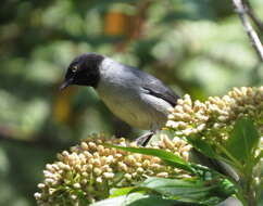 Image of Black-headed Hemispingus