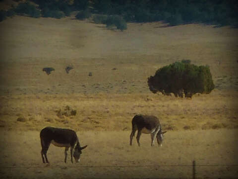 Image of Ass -- Feral donkey