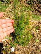 Image of Portuguese Heath