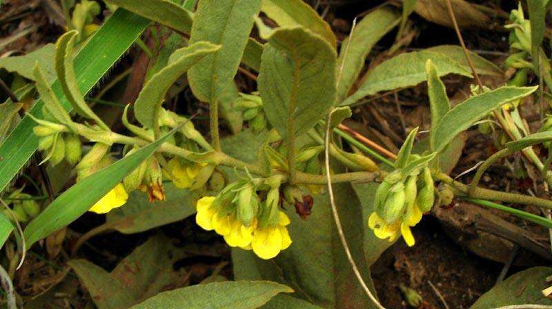 Image of Hermannia montana N. E. Br.