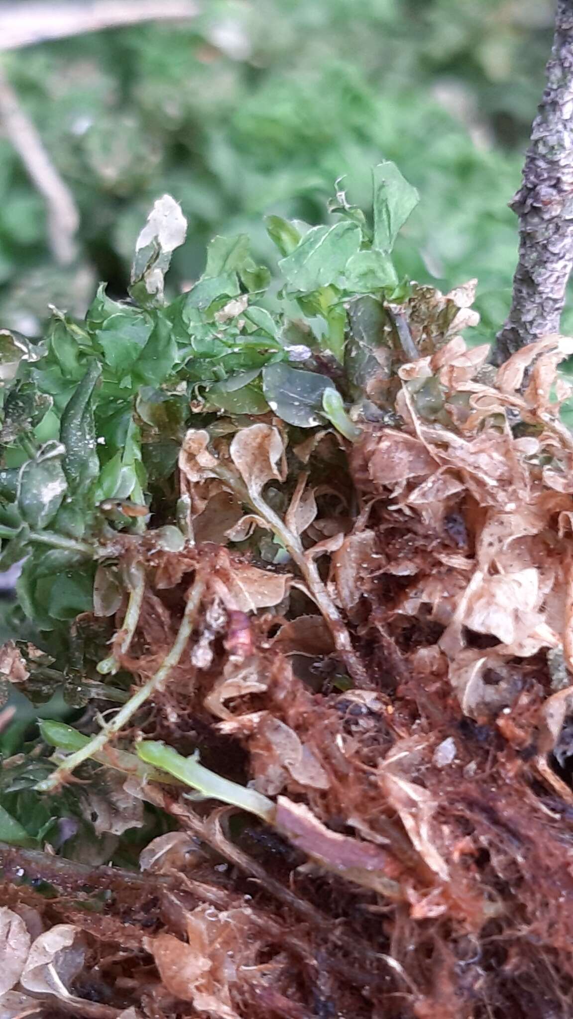 Image of many-fruited thyme-moss