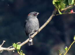 Image of Crested Cotingas