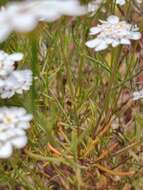 Plancia ëd Iberis ciliata All.