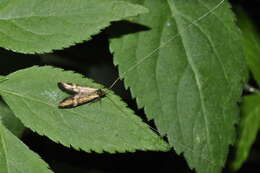 Imagem de Nemophora degeerella Linnaeus 1758