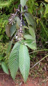 Image of Sabicea diversifolia Pers.