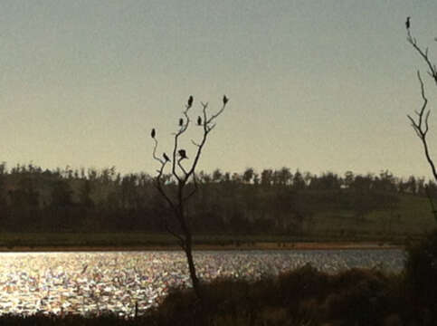 Image of Little Black Cormorant