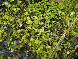 Image of Ranunculus acaulis Banks & Soland.