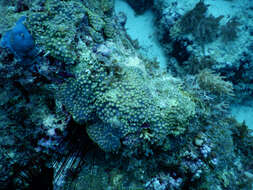 Image of Turbinaria coral