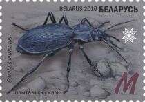 Image of Blue Ground Beetle