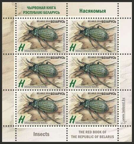 Imagem de Carabus (Limnocarabus) clatratus Linnaeus 1760