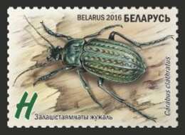 Imagem de Carabus (Limnocarabus) clatratus Linnaeus 1760