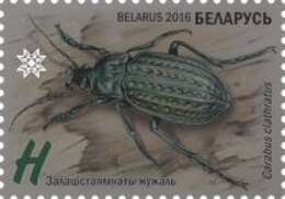 Imagem de Carabus (Limnocarabus) clatratus Linnaeus 1760