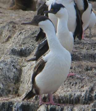 Image of Leucocarbo atriceps atriceps (King & PP 1828)