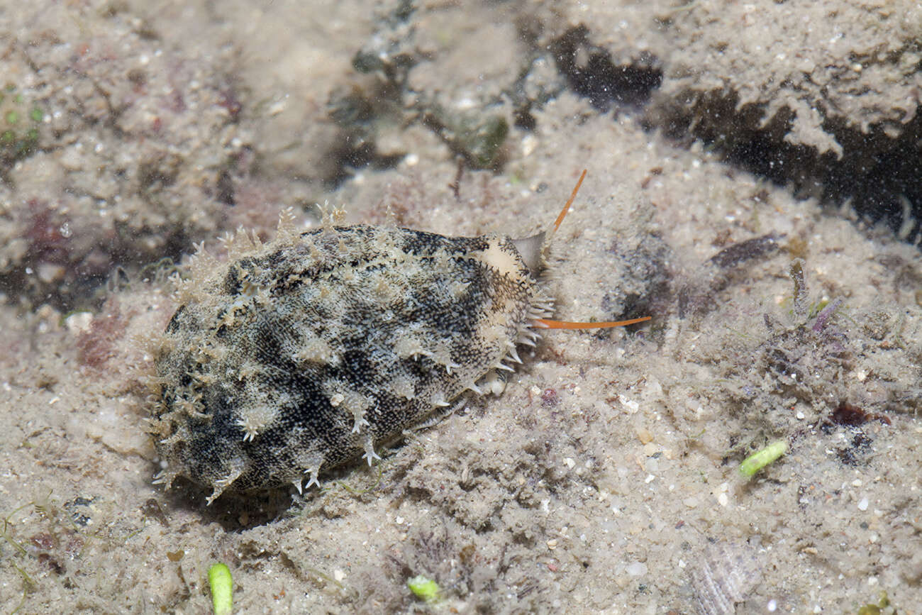 Image of mistaken cowrie