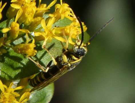 Myzinum dubiosum (Cresson 1872)的圖片