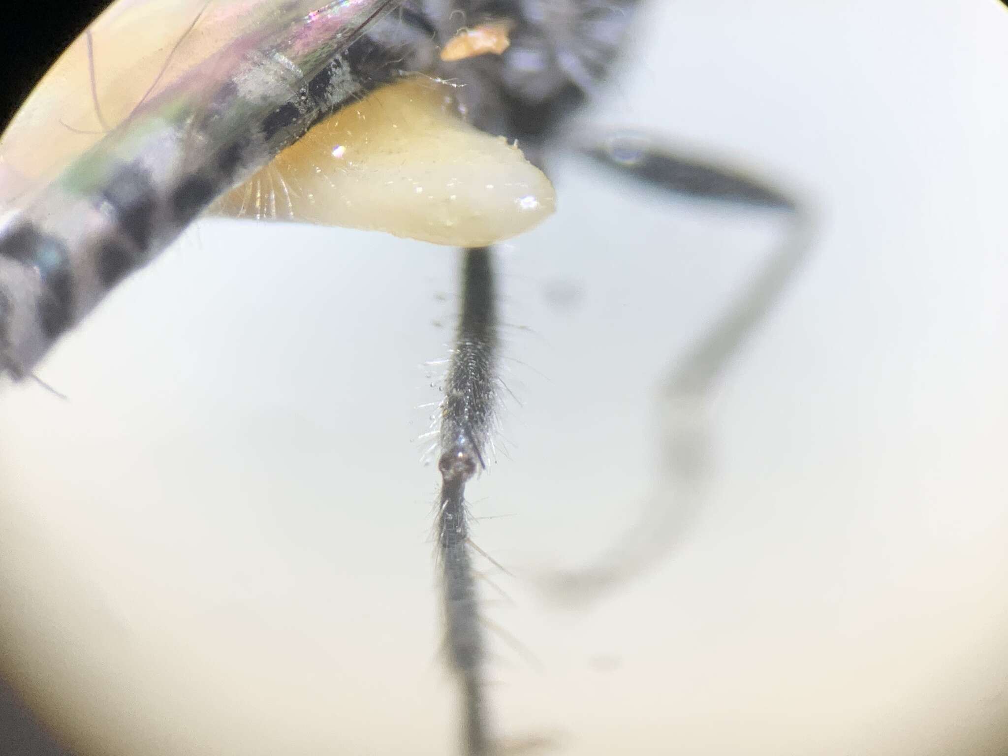 Image of Wilcoxia flavipennis Pollock & Reichert 2019