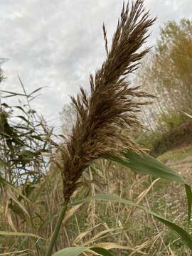 Image of Eurasian Common Reed