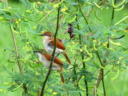 Image of Yellow-chinned Spinetail