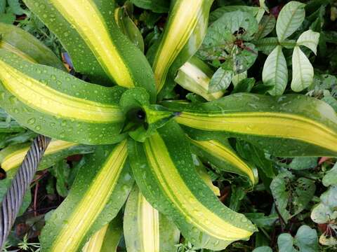 Image of fragrant dracaena