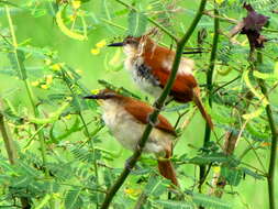 Image of Yellow-chinned Spinetail