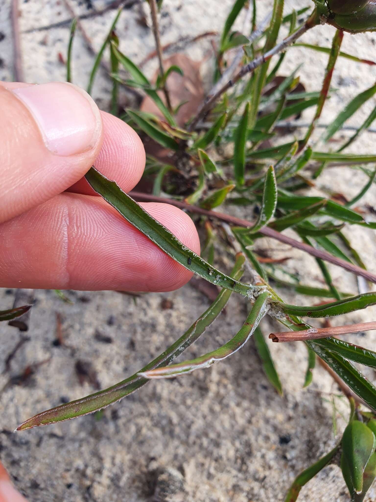 Image of Hibbertia vaginata (Benth.) F. Müll.