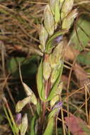 Image of autumn dwarf gentian