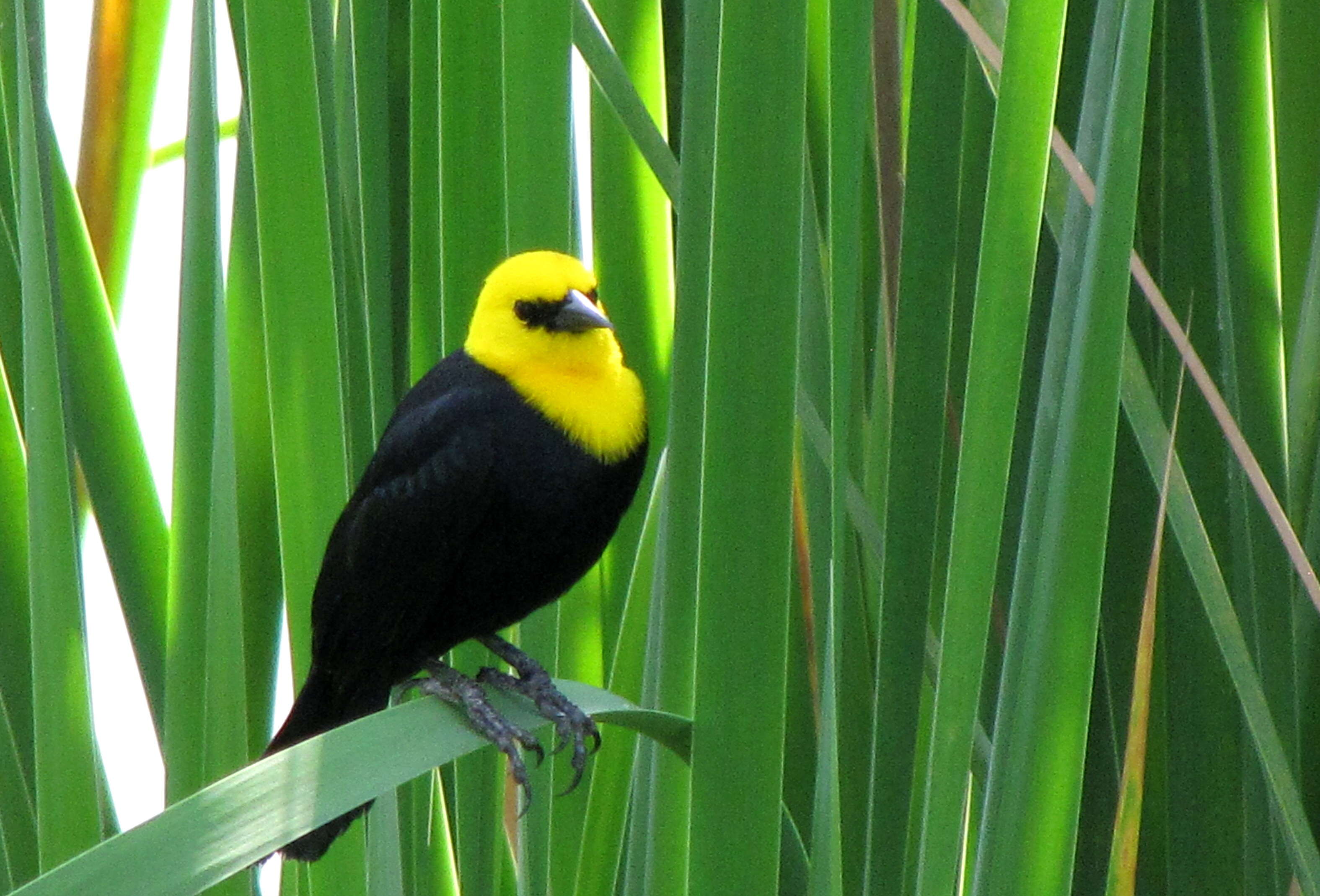 Image of Yellow-hooded Blackbird