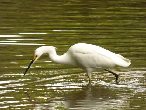 Image of Snowy Egret