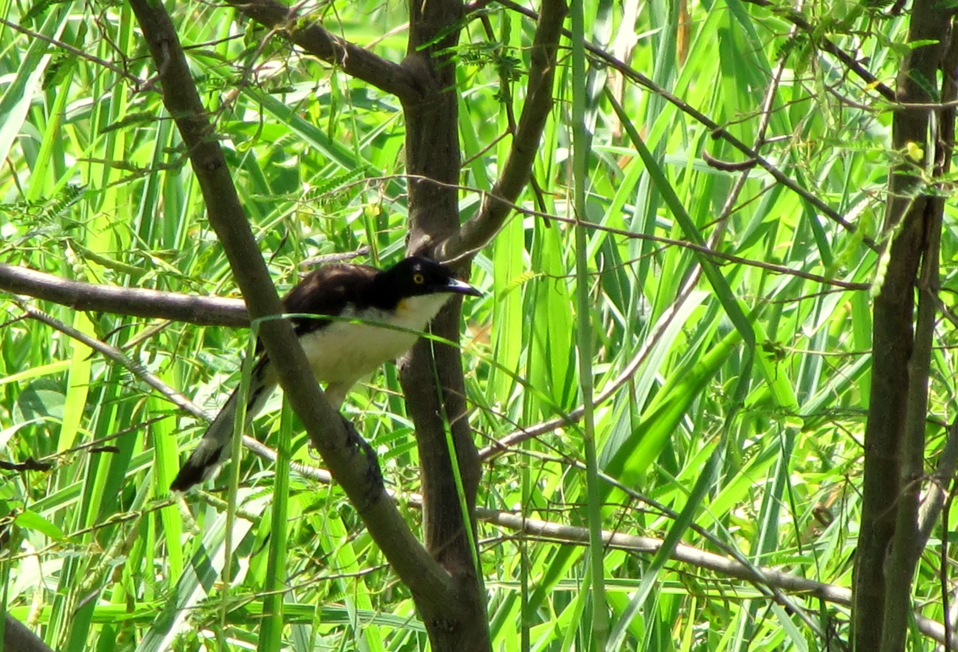 Donacobiidae resmi