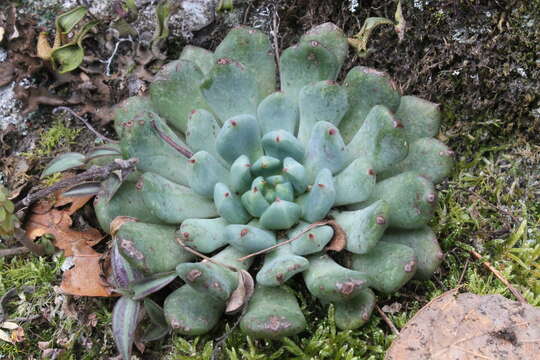 Image of Echeveria setosa var. oteroi R. V. Moran